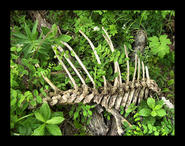 Bones in the bush 096 border