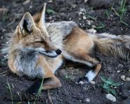Mother fox W 197