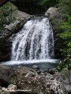 Jamaica water fall W 206